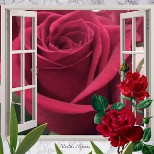 Meet your Posher, Sonny